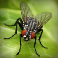 /album/agnone-macelleria-gigliozzi/photolia-a01-jpg/