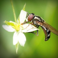 /album/agnone-macelleria-gigliozzi/photolia-a02-jpg/