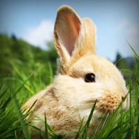 /album/agnone-macelleria-gigliozzi/photolia-a03-jpg/