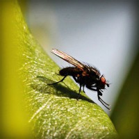 /album/agnone-macelleria-gigliozzi/photolia-a04-jpg/