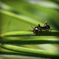 /album/agnone-macelleria-gigliozzi/photolia-a05-jpg/