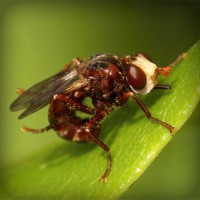 /album/agnone-macelleria-gigliozzi/photolia-a06-jpg/