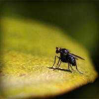 /album/agnone-macelleria-gigliozzi/photolia-a07-jpg/