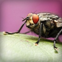 /album/agnone-macelleria-gigliozzi/photolia-a08-jpg/